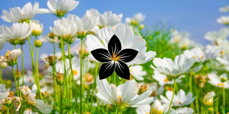 You are not the flower
