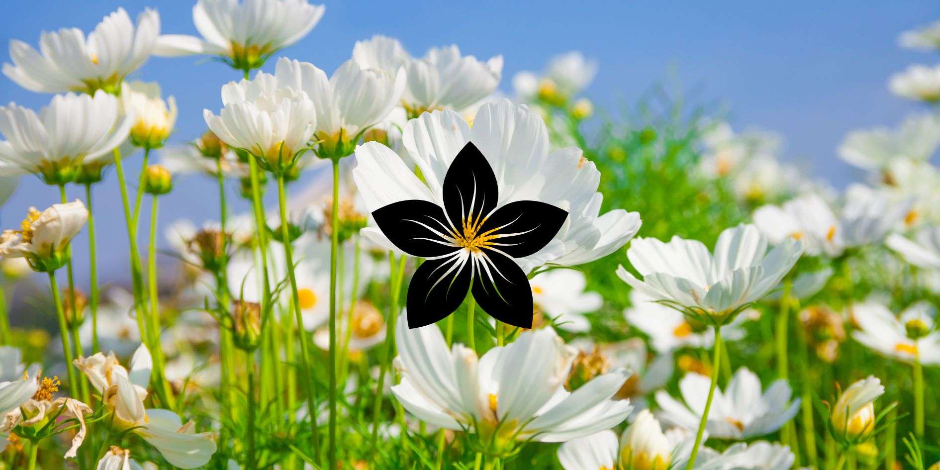 You are not the flower